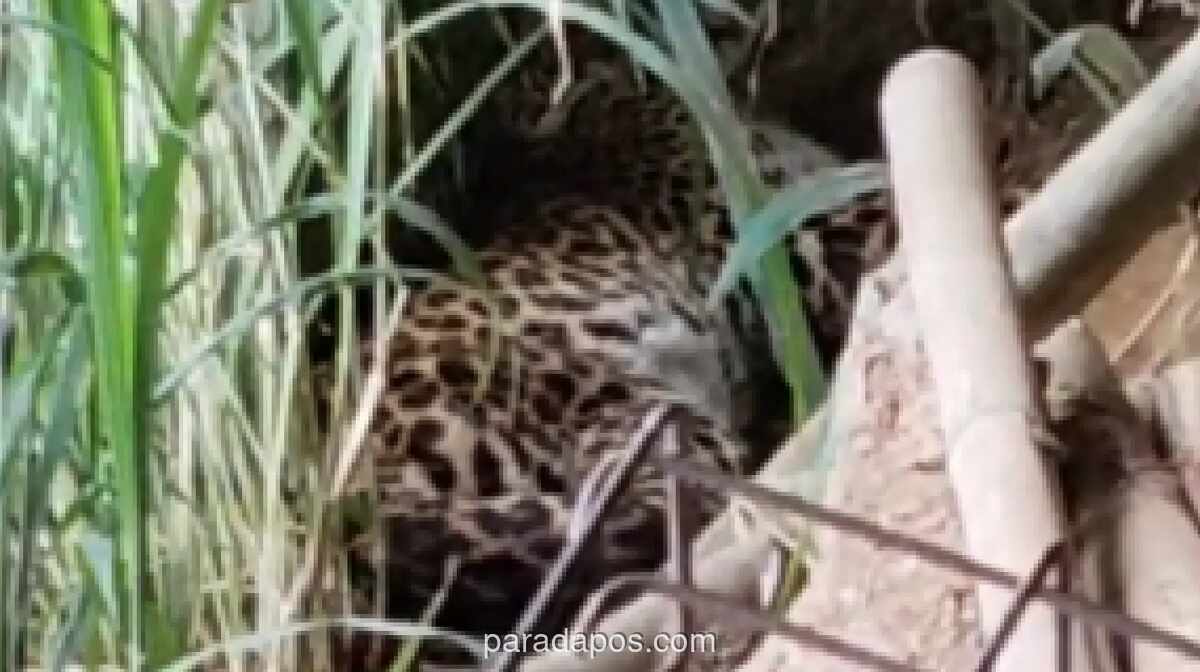 Macan Tutul Muncul di Permukiman Tawangmangu, Otoritas Lakukan Pemantauan Intensif