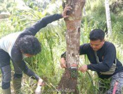 Harimau Sumatera Muncul di Sawah Agam, BKSDA Pasang Kamera Trap untuk Pantau Kondisi