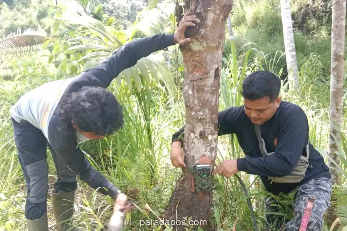 Harimau Sumatera Muncul di Sawah Agam, BKSDA Pasang Kamera Trap untuk Pantau Kondisi