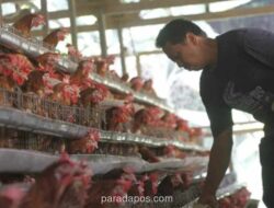 NTB Gandeng BUMN dan SWF Bangun Peternakan Ayam Rp1,2 Triliun di Sumbawa