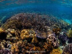 Indonesia Luncurkan I-Bio Fund untuk Dukung Pendanaan Keanekaragaman Hayati