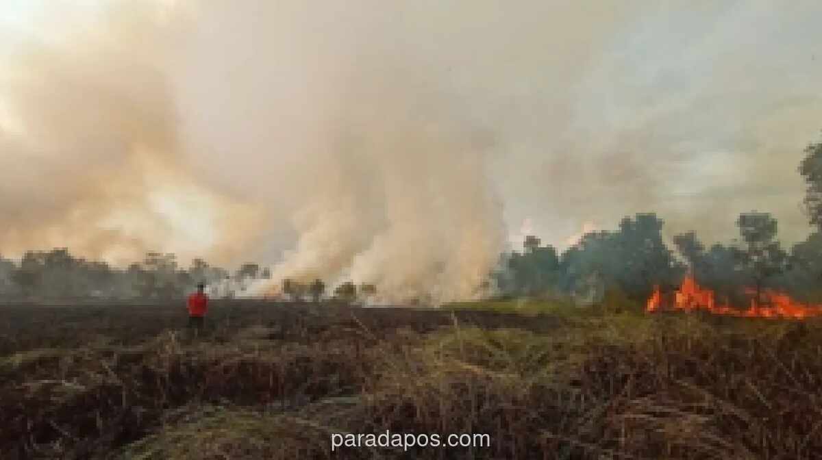 Damkar Bintan Ingatkan Ancaman 10 Tahun Penjara bagi Pelaku Karhutla