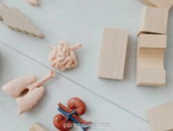 Penyakit Ginjal Kronis Kini Serang Generasi Muda, Gaya Hidup Jadi Pemicu