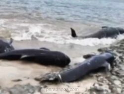 Upaya Gabungan Polisi dan Nelayan Selamatkan Puluhan Paus Pilot Terjebak Jaring di Rote Ndao