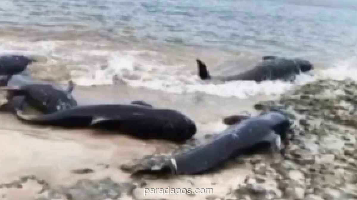 Upaya Gabungan Polisi dan Nelayan Selamatkan Puluhan Paus Pilot Terjebak Jaring di Rote Ndao