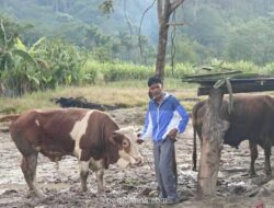 Sapi kiriman Presiden Prabowo tiba di Desa Agusen, Gayo Lues