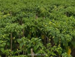 Kementerian Pertanian Pastikan Pasokan Cabai Aman Jelang Ramadan dan Lebaran