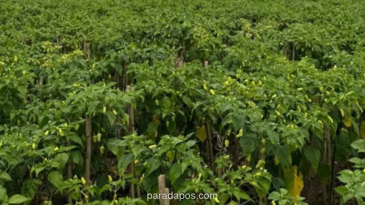 Kementerian Pertanian Pastikan Pasokan Cabai Aman Jelang Ramadan dan Lebaran