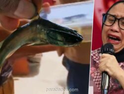 Sekolah Tolak Bagikan MBG karena Khawatirkan Kesegaran Lele Mentah