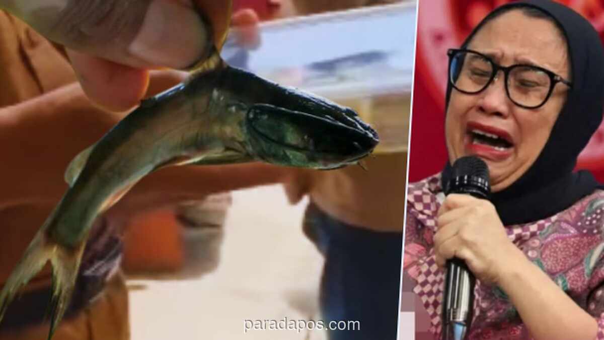 Sekolah Tolak Bagikan MBG karena Khawatirkan Kesegaran Lele Mentah