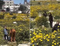 Hamparan Bunga Liar Kuning Mekar di Pemakaman Korban Konflik Gaza