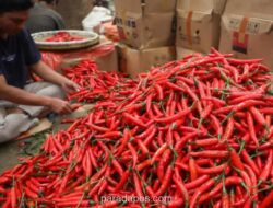 Pemerintah Proyeksikan Harga Sembilan Pasca-Lebaran 2026 Tetap Stabil