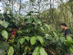 Warga Agusen optimistis pemulihan lahan pertanian segera terealisasi
