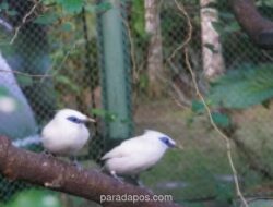 BKSDA Bali Lepasliarkan 12 Ekor Jalak Bali di Habitat Alaminya