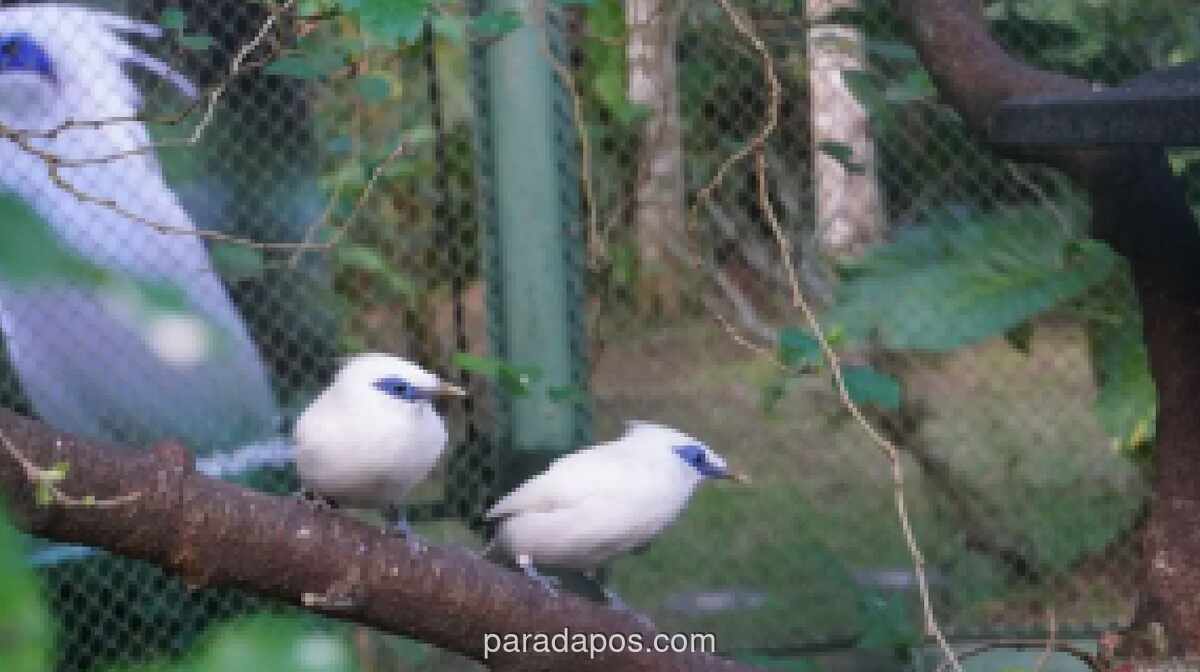 BKSDA Bali Lepasliarkan 12 Ekor Jalak Bali di Habitat Alaminya