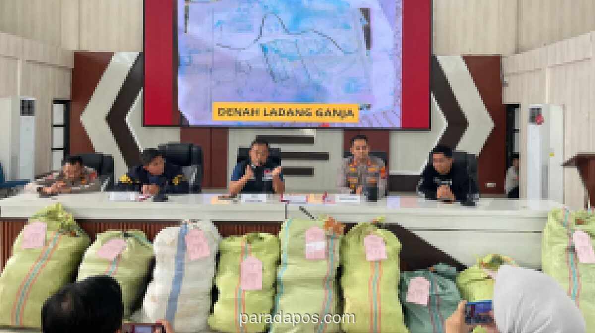 Polisi Bongkar Ladang Ganja 20 Hektar di Empat Lawang, 220 Kilogram Siap Edar Disita