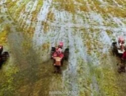 Banyuwangi Percepat Masa Tanam Padi Antisipasi Kemarau Panjang 2026