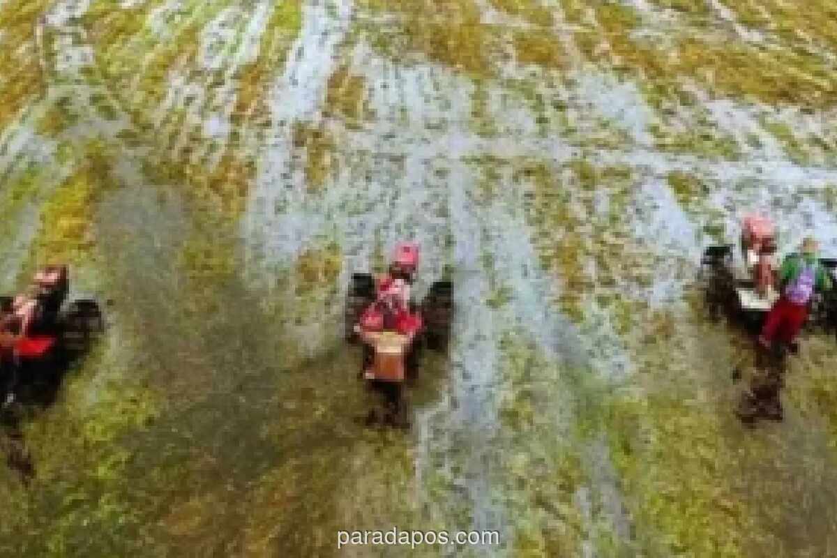 Banyuwangi Percepat Masa Tanam Padi Antisipasi Kemarau Panjang 2026