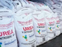 Australia Impor 250.000 Ton Pupuk Urea dari Indonesia untuk Amankan Pasokan Domestik