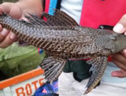 Pemprov DKI Luncurkan Operasi Pembersihan Ikan Sapu-sapu dan Spesies Invasif Lainnya