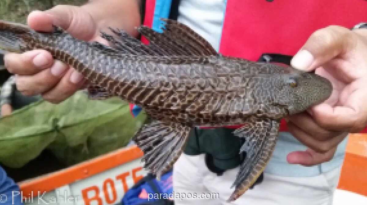 Pemprov DKI Luncurkan Operasi Pembersihan Ikan Sapu-sapu dan Spesies Invasif Lainnya