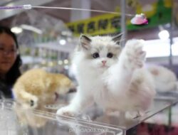 China Perluas Layanan Transportasi Hewan Peliharaan di Kereta Cepat Nasional