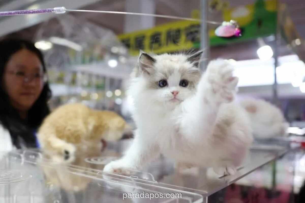 China Perluas Layanan Transportasi Hewan Peliharaan di Kereta Cepat Nasional