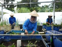 BRI Dorong Ketahanan Pangan Perkotaan Lewat Program BRInita