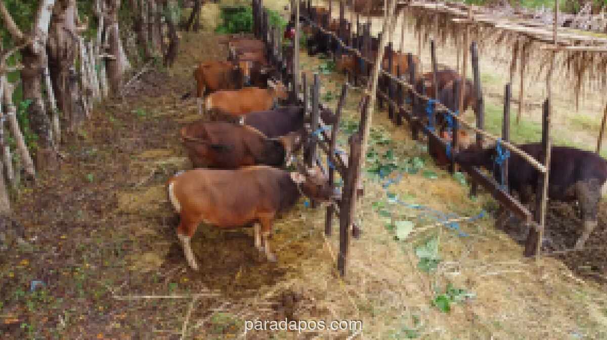 Human Initiative Luncurkan Program Flash Sale Qurban Rp1,7 Juta per Bagian Sapi untuk Perluas Akses Ibadah Kurban