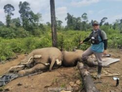 Dua Gajah Sumatera Ditemukan Mati di Area Konsesi PT BAT Mukomuko, BKSDA Lakukan Nekropsi