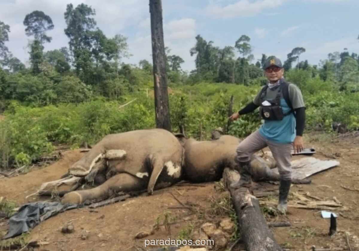Dua Gajah Sumatera Ditemukan Mati di Area Konsesi PT BAT Mukomuko, BKSDA Lakukan Nekropsi