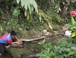 Piton Raksasa 6 Meter Memangsa Kambing, Tim Damkar Mamuju Evakuasi dari Sungai