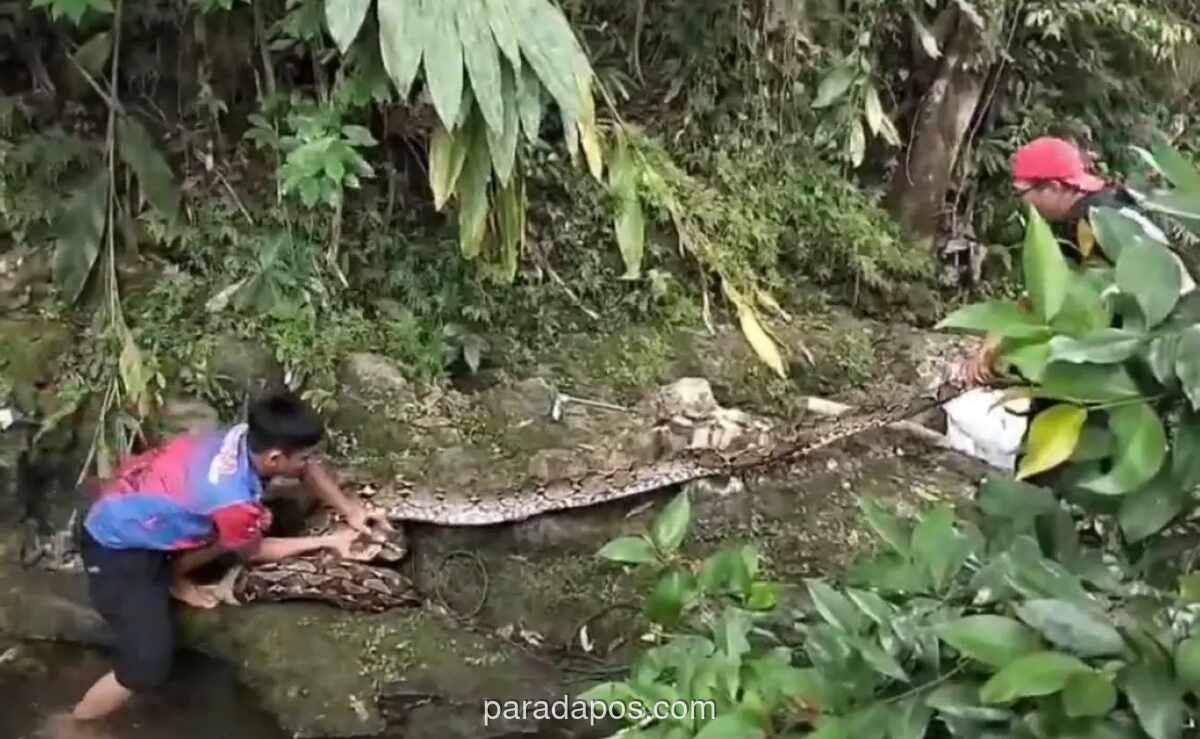 Piton Raksasa 6 Meter Memangsa Kambing, Tim Damkar Mamuju Evakuasi dari Sungai