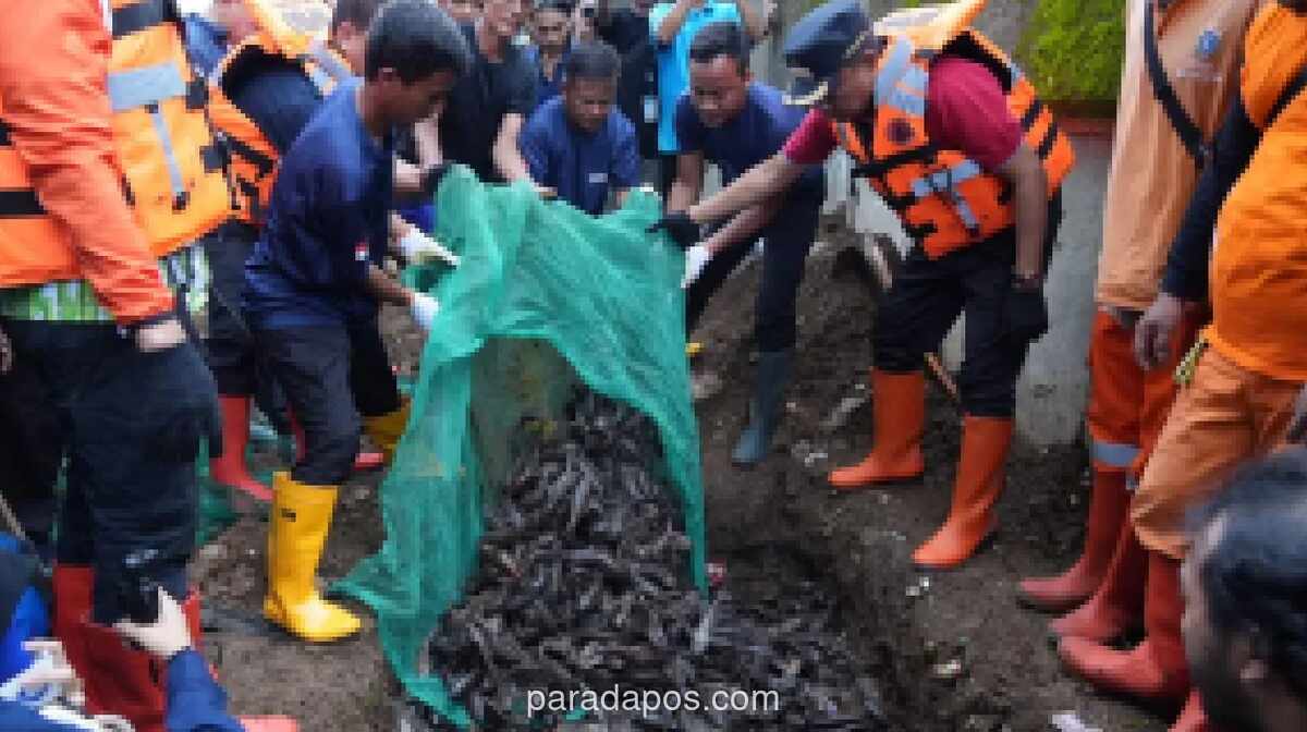 Jakarta Timur Amankan 3,09 Ton Ikan Sapu-sapu dalam Operasi Pengendalian Spesies Invasif