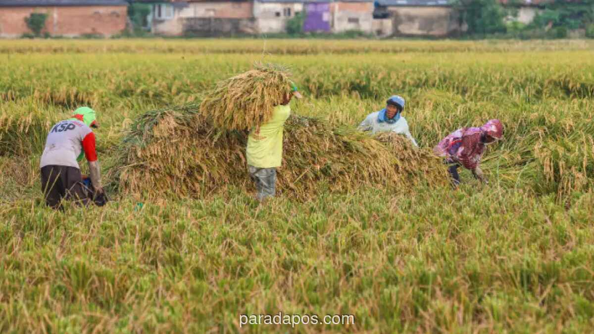 Pemerintah Siapkan BBM Subsidi Rp6.800 per Liter untuk Petani Antisipasi Dampak Kenaikan Harga