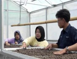 Petani Kopi Lereng Dempo Beralih ke Metode Ramah Lingkungan, Harga Jual Meningkat