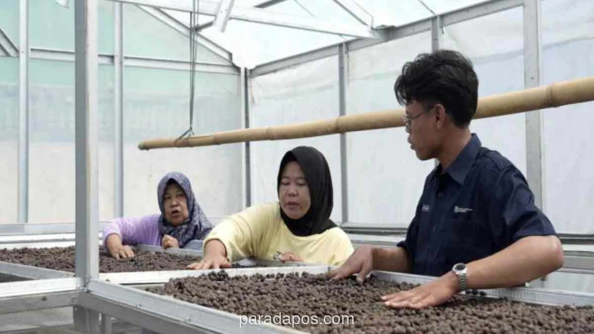Petani Kopi Lereng Dempo Beralih ke Metode Ramah Lingkungan, Harga Jual Meningkat