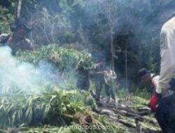 Polisi Musnahkan 50 Ton Ganja di Aceh Besar, Libatkan Petani Milenial dalam Edukasi Pemberantasan Narkoba
