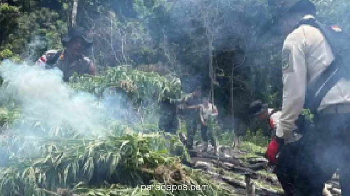 Polisi Musnahkan 50 Ton Ganja di Aceh Besar, Libatkan Petani Milenial dalam Edukasi Pemberantasan Narkoba