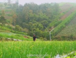 Program Makan Bergizi Gratis Pacu Stabilitas Harga Sayuran di Boyolali