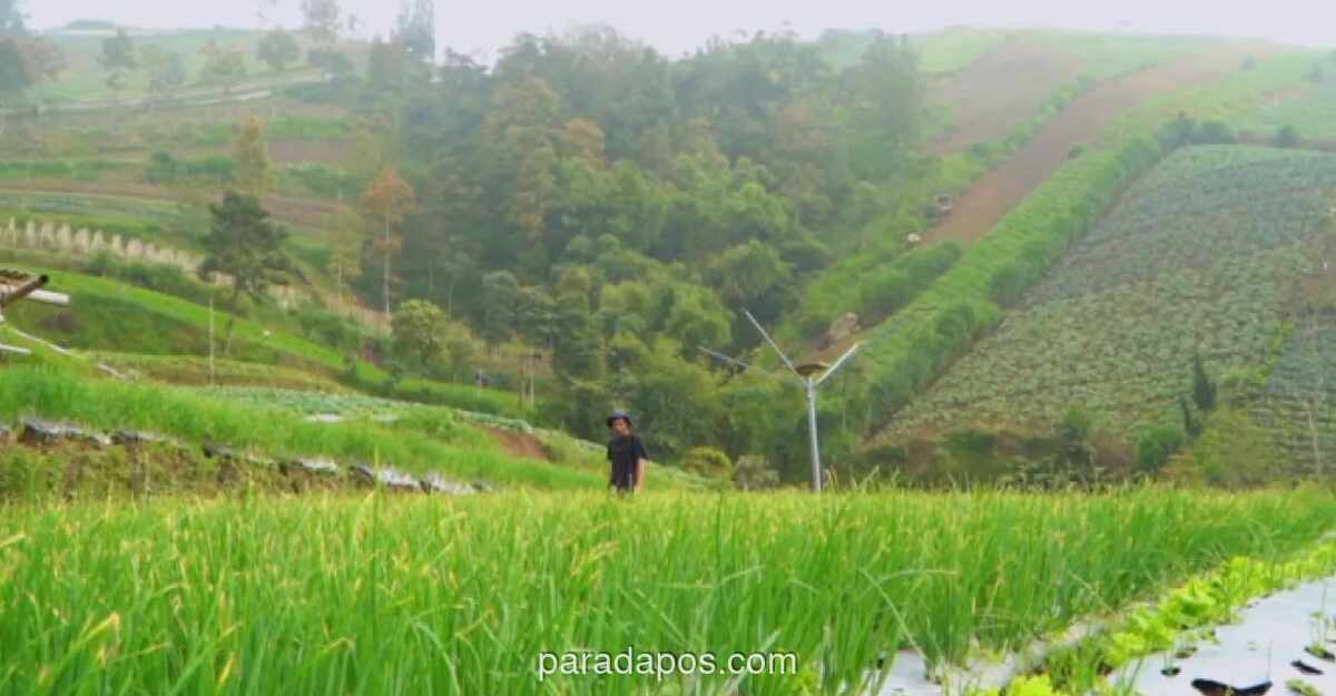 Program Makan Bergizi Gratis Pacu Stabilitas Harga Sayuran di Boyolali