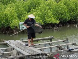 Pakar Lingkungan Unmul Gagas Sekolah Lapang untuk Selamatkan Tambak Tradisional di Kaltim