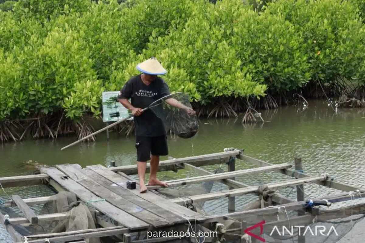Pakar Lingkungan Unmul Gagas Sekolah Lapang untuk Selamatkan Tambak Tradisional di Kaltim