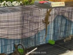 Polda Jatim Ungkap Jaringan Penyelundupan Anakan Komodo dalam Pipa Paralon