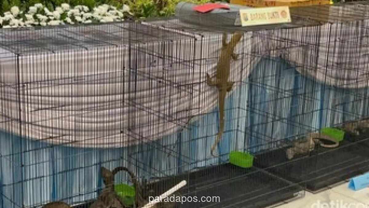 Polda Jatim Ungkap Jaringan Penyelundupan Anakan Komodo dalam Pipa Paralon