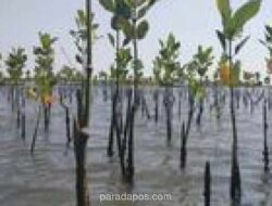 Ribuan Bibit Mangrove Ditanam di Pesisir Marunda untuk Cegah Abrasi dan Mitigasi Iklim