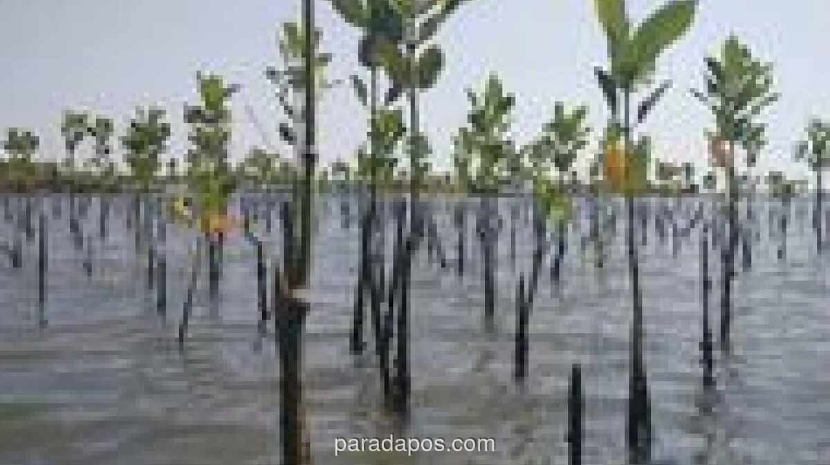 Ribuan Bibit Mangrove Ditanam di Pesisir Marunda untuk Cegah Abrasi dan Mitigasi Iklim