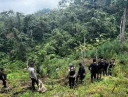 Polda Sumsel Buru Empat DPO Pengelola Ladang Ganja 20 Hektare di Empat Lawang