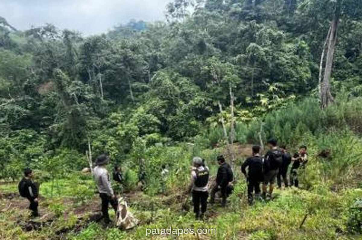 Polda Sumsel Buru Empat DPO Pengelola Ladang Ganja 20 Hektare di Empat Lawang