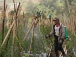 Program Makan Bergizi Gratis Dongkrak Harga Jual Sayuran Petani Boyolali